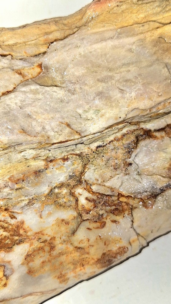 Petrified Wood