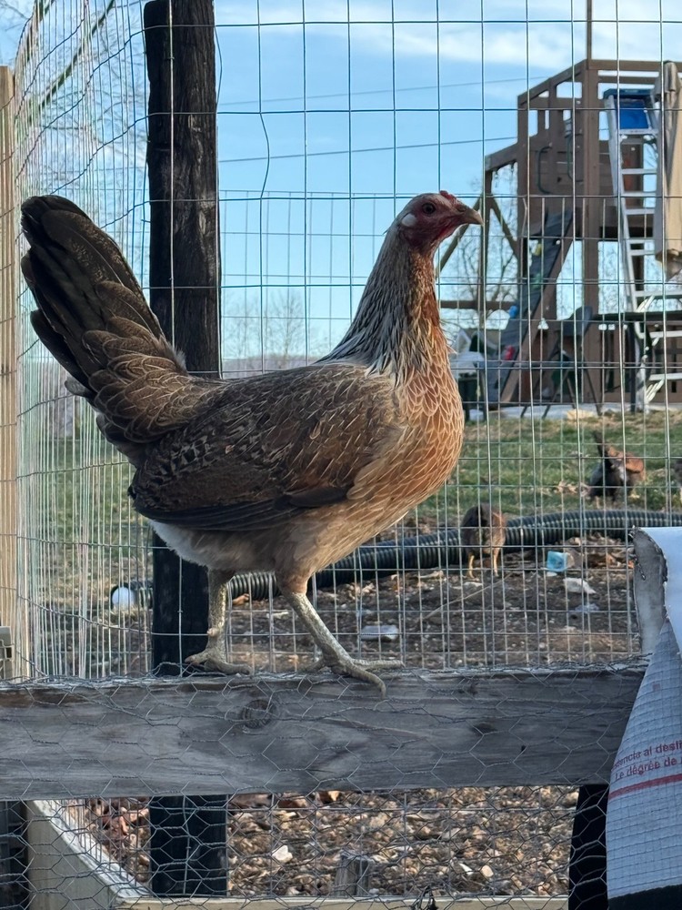 10+ Pure Harold Brown Grey Chicken Eggs
