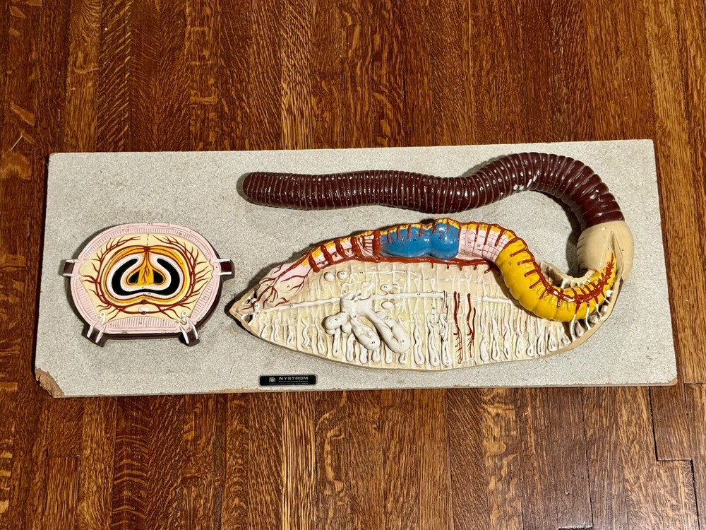 Rare Nystrom Biological Model Worm Cross Section Vintage