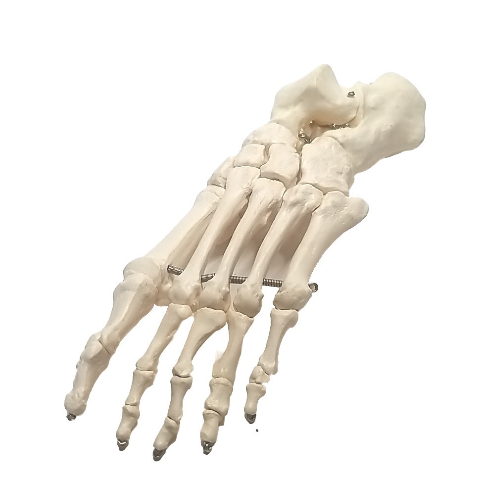 Skeleton Biology Class scientific Left Foot Model