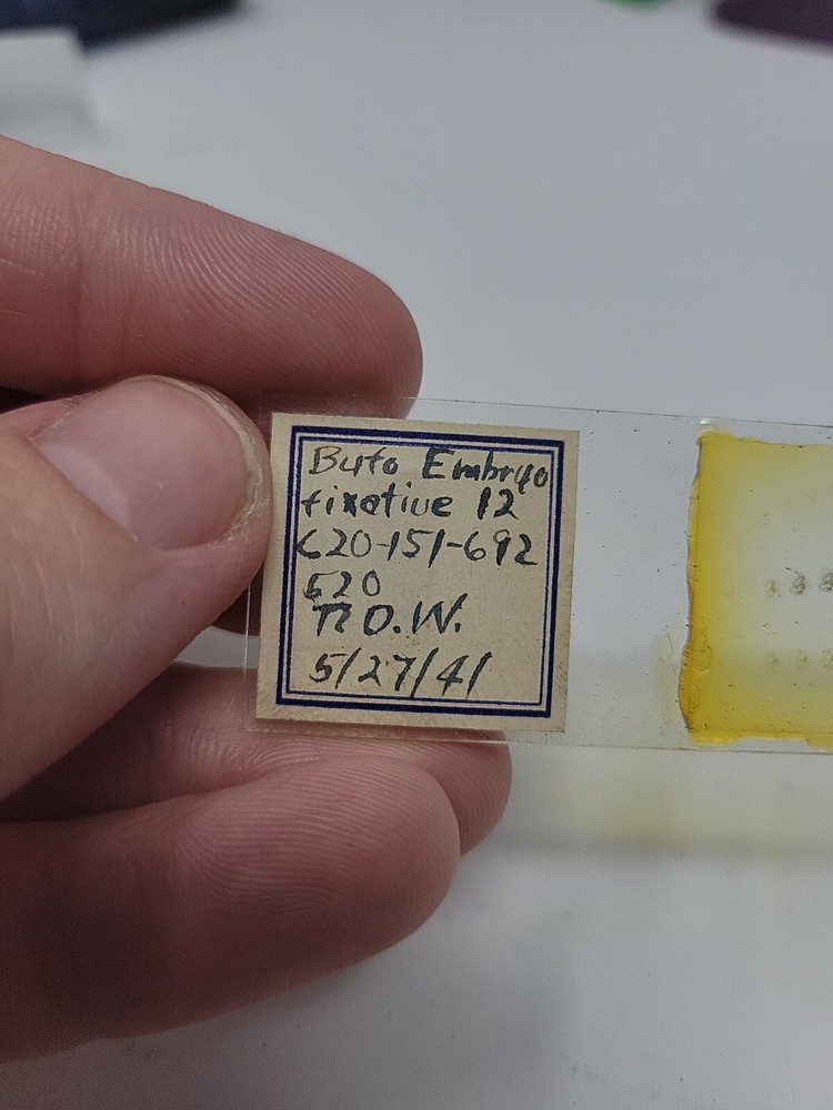 Vintage Microscope Slide 1941