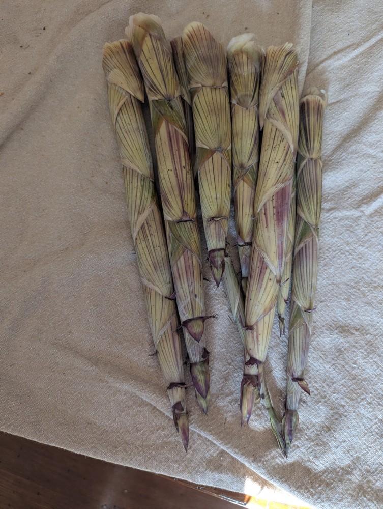 Bamboo Shoots