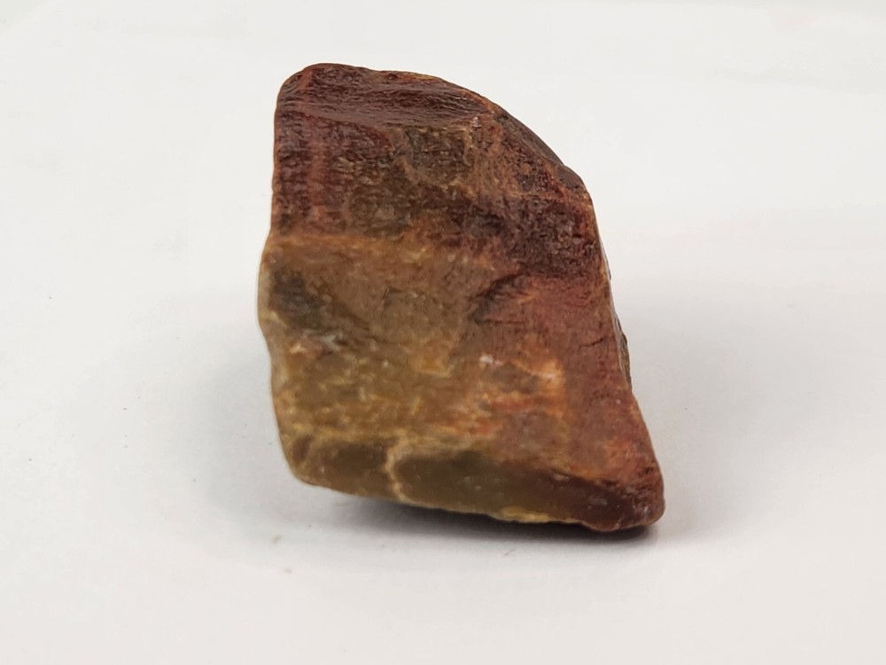 Petrified Wood - Eocene - Jackson Group (?) - Grimes Co., TX