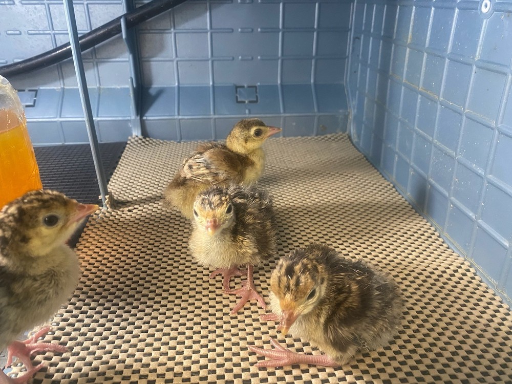 Turkey Hatching Eggs (One Dozen)