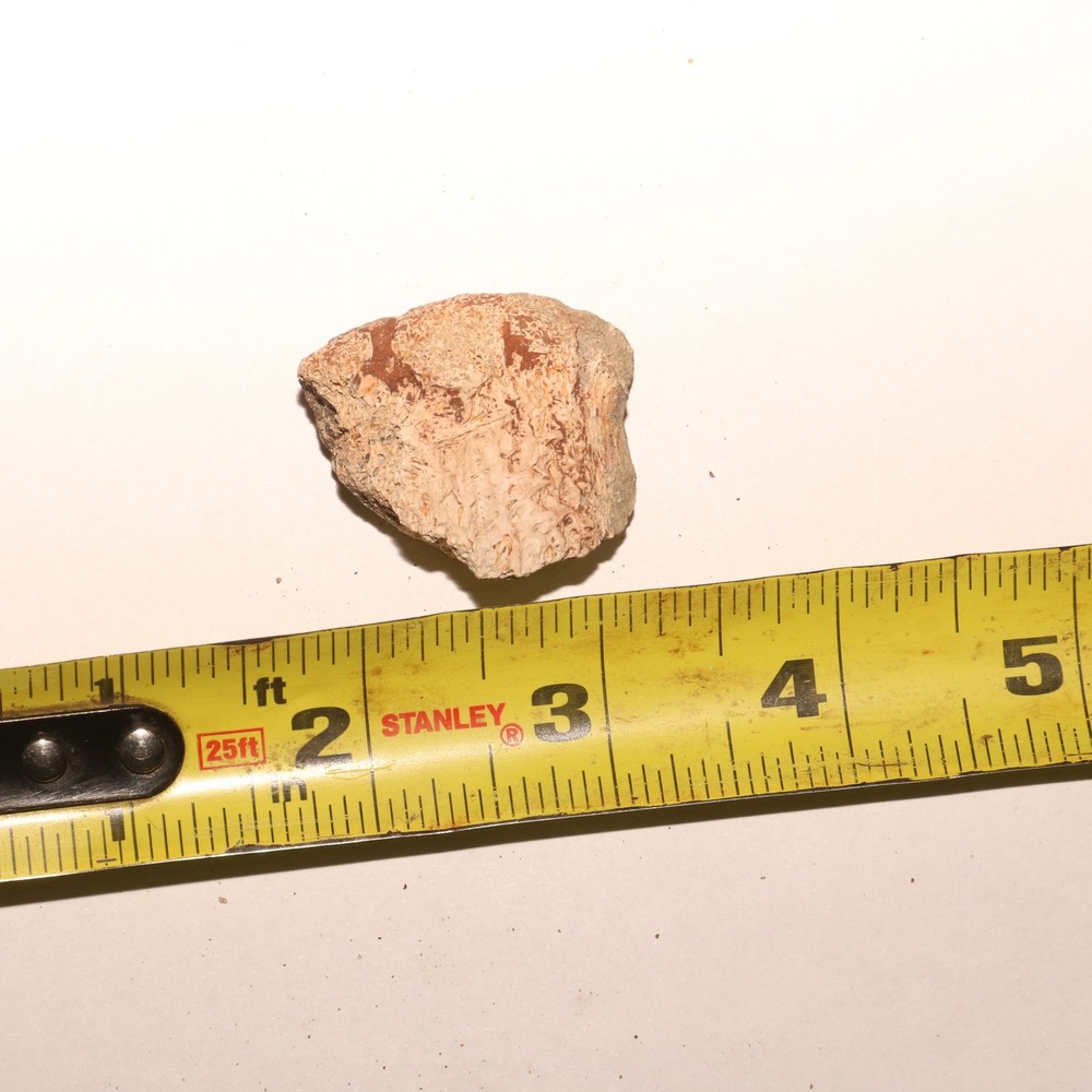 Dinosaur Vertebrae Process Predation Gnaw Bite - Hell Creek Formation Cretaceous