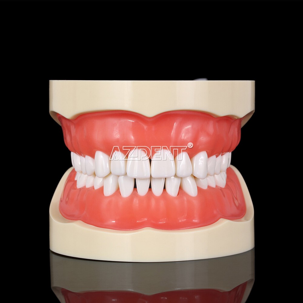 Tooth Modelo de tipodonto dental con dientes extraíbles