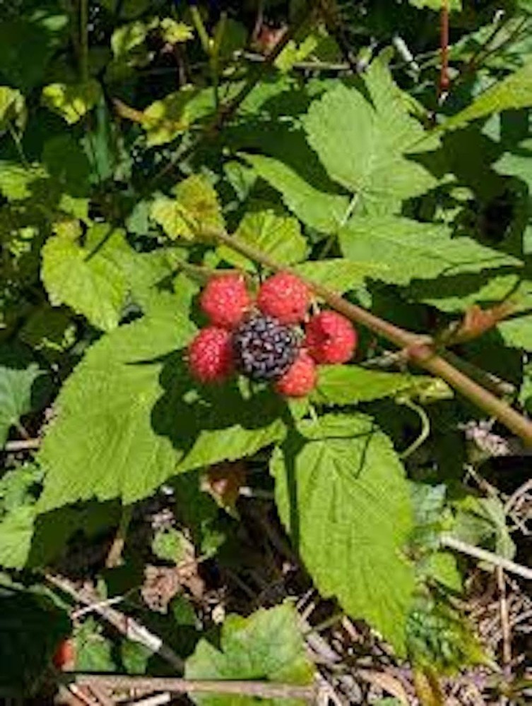 1 Cumberland Black Raspberry Starter Plug Rubus occidentalis