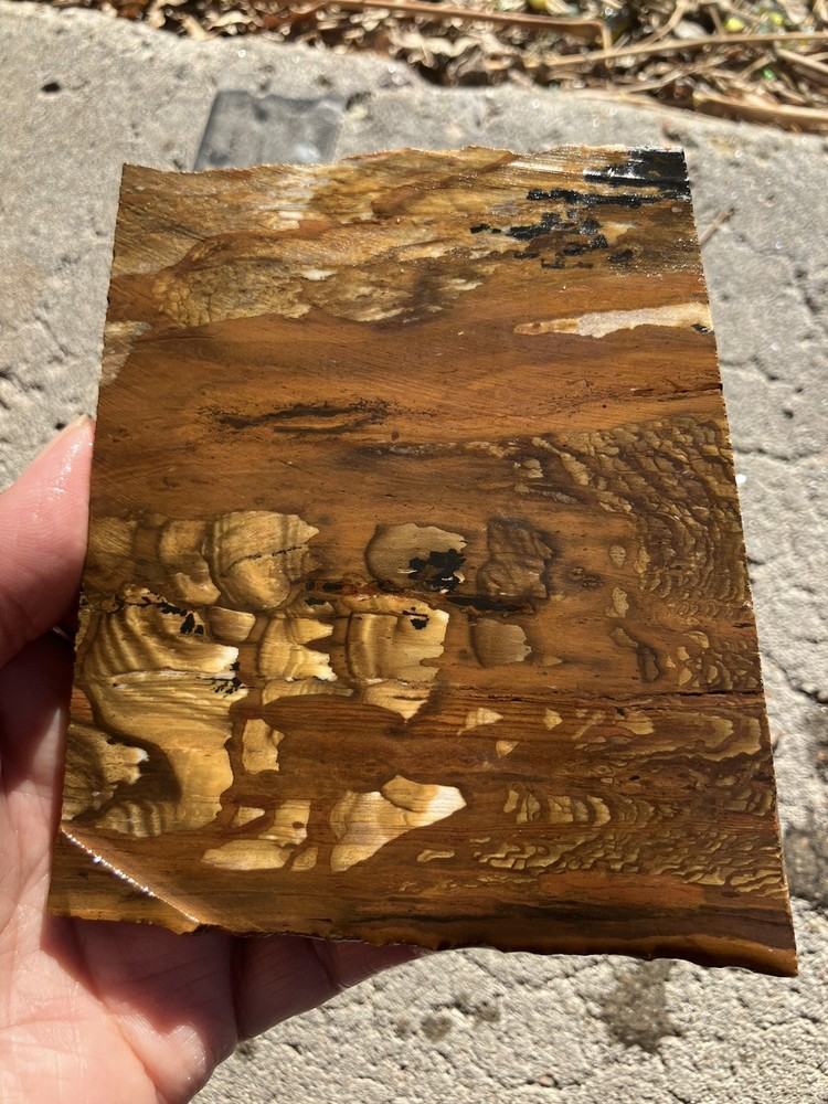 Biggs Jasper Slab (Oregon)