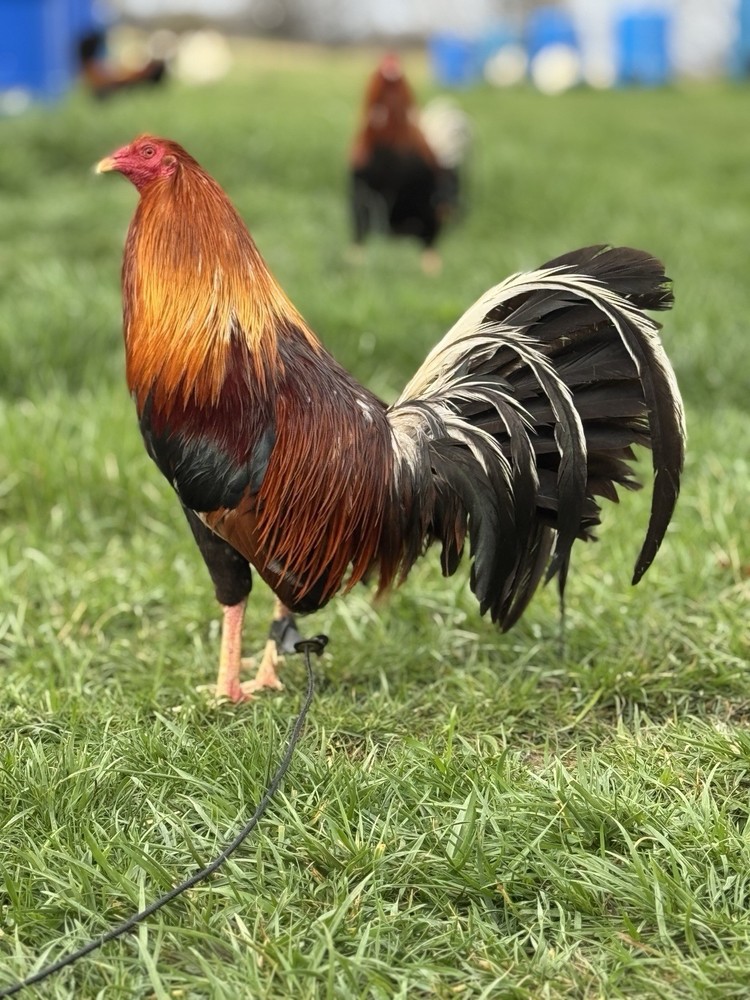 12+ $HOWME Chicken- Y- Hatching -L- Eggs -H