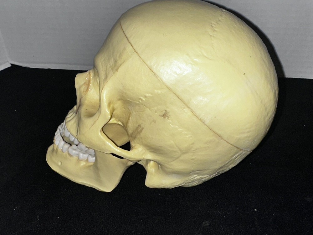 Class Room Study Life Size human cranium/skull  model 3 pieces