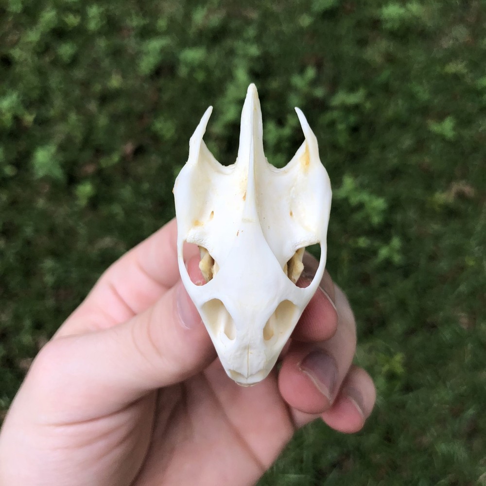Real Turtle Skull Animal Skeleton Bone Specimen Educational Science Gift