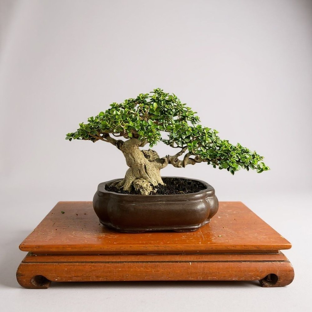 Bonsai Premna Microphylla | Bonsai Tree | Bonsai Unique Tree