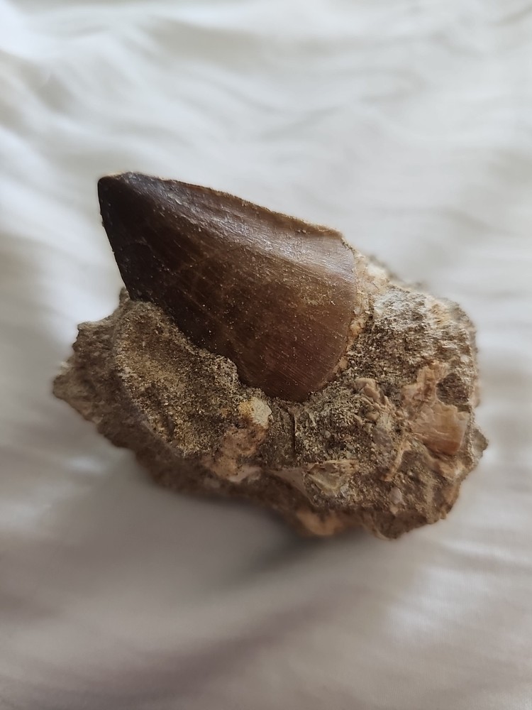 Mosasaurus tooth in Matrix Excellent condition.