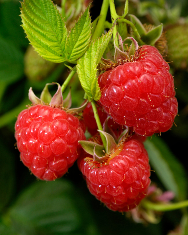 3 Caroline Raspberry Bush - Rubus idaeus - Starter Plug