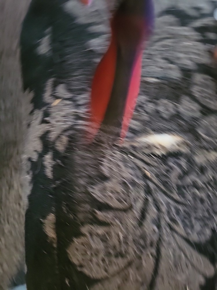 Mac tools bt96132 brake spring tool