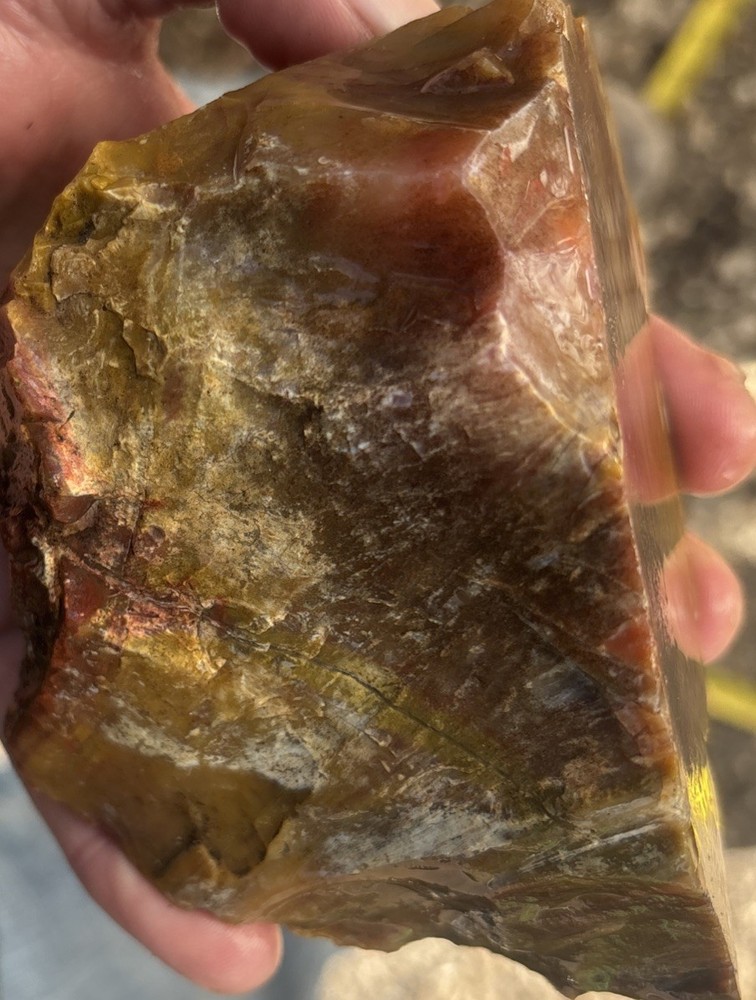 Colorful petrified wood