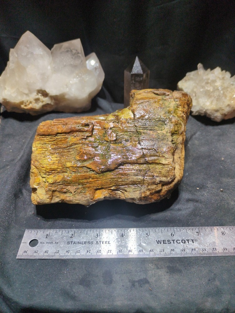 Petrified Wood "Log" Specimen Natural Form (7lbs 5oz)