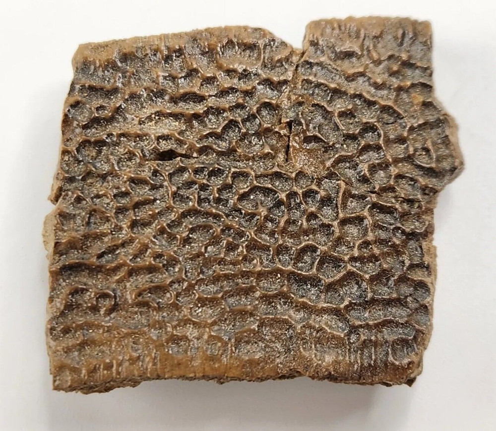 Turtle Shell Fossil - Judith River Fm. - Hill Co., MT
