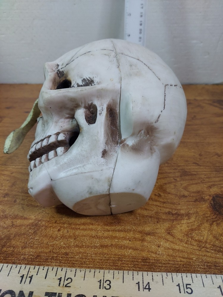 Skull With Snake Decoration 6"