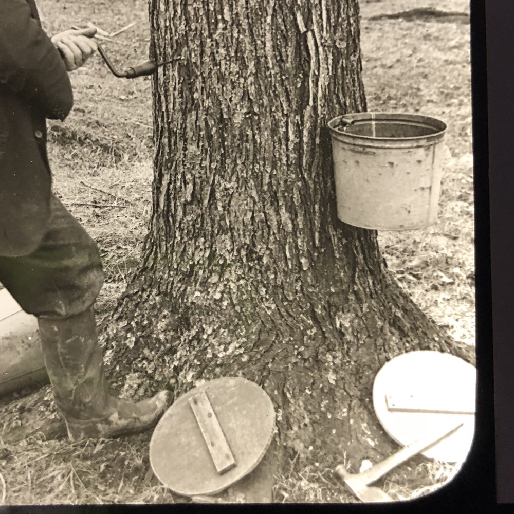 Vtg Keystone Magic Lantern Slide Photo Man Tapping A Sugar Maple Tree Ohio