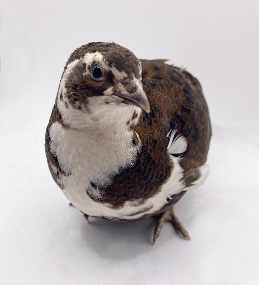 40++ Celadon Blue Coturnix Quail Hatching Eggs - Tuxedo, White, Red Range + More