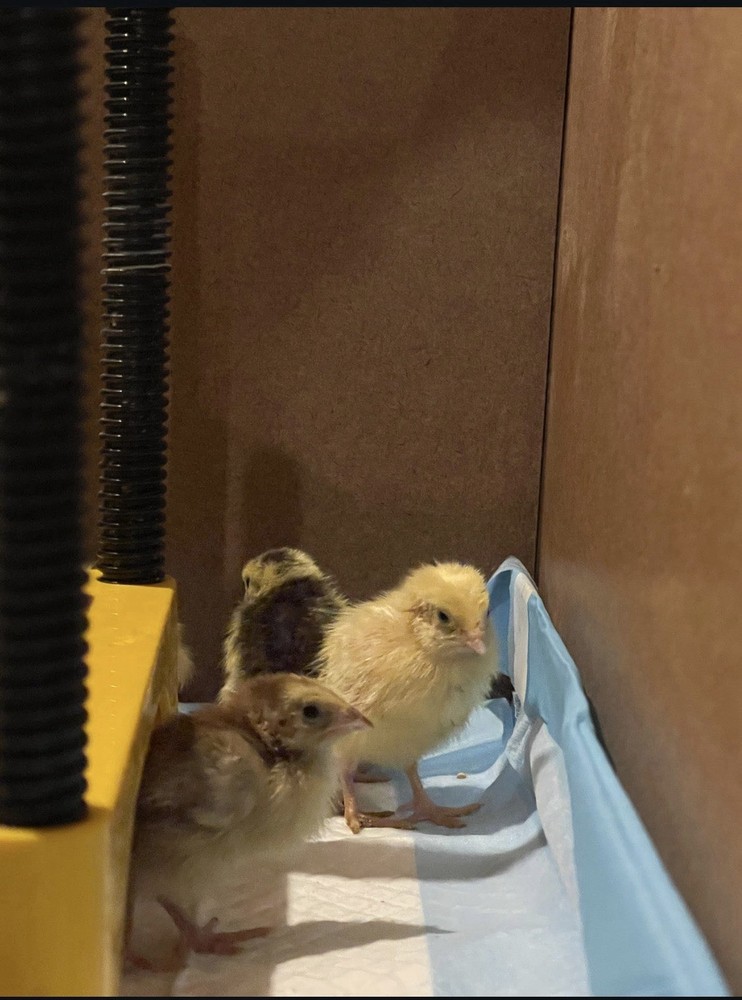 🥚 12 Celadon Quail Hatching Eggs