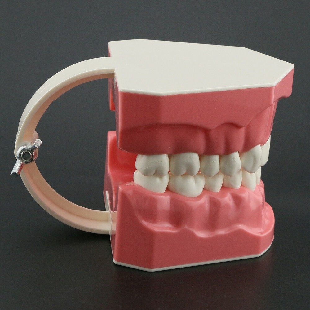 USA Dental Brushing Flossing Practice Teeth Typodonts Model Teaching Studying