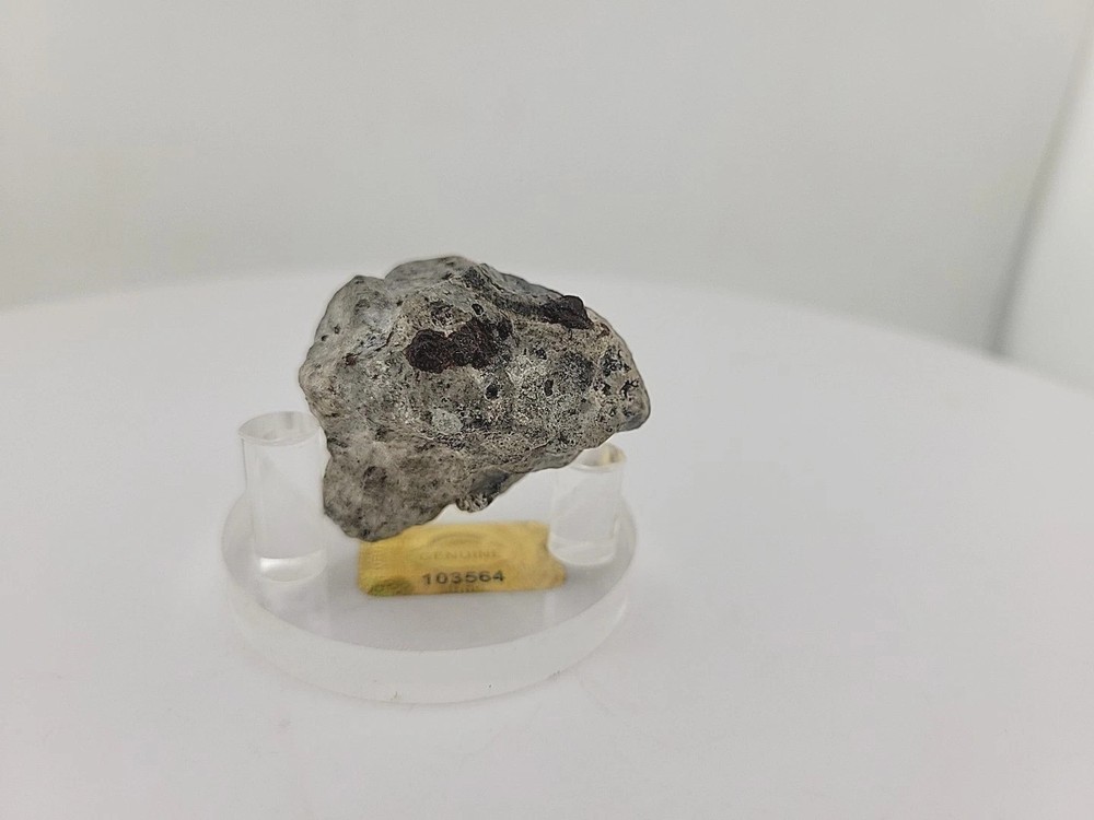 Full Dinosaur Fossil Skull Authentic