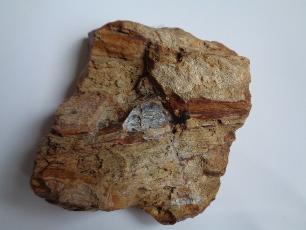 COLORADO PETRIFIED WOOD -NICE