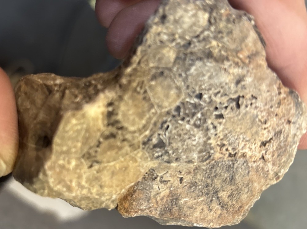 Petrified Coral End Polished