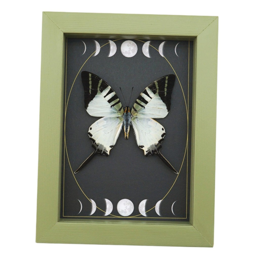 Graphium antiphates Butterfly Framed White Swallowtail Moon Phases Sage Green