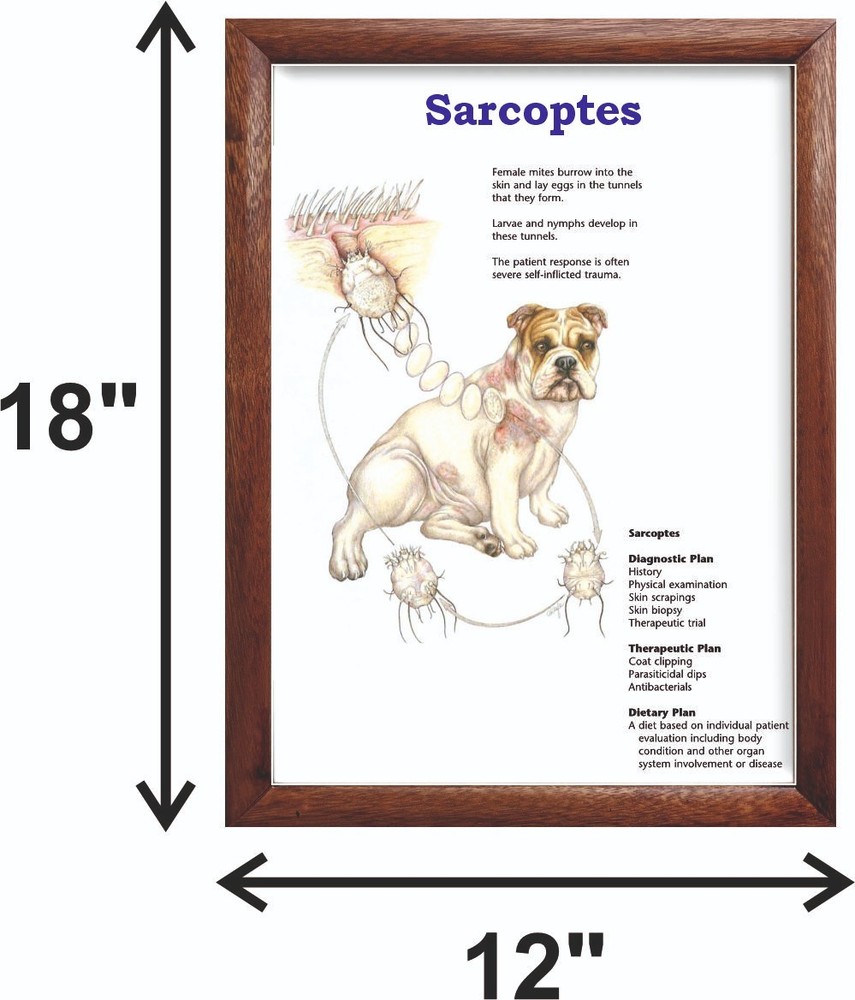 Sarcoptes Chart 12x18 inches