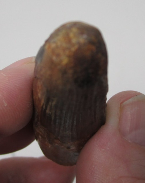 Cretaceous Spinosaurus Dinosaur Tooth Smooth Enamel