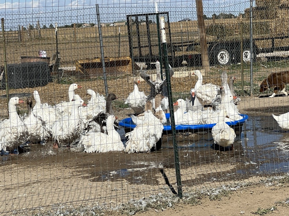 Sebastopol Goose Hatching Eggs