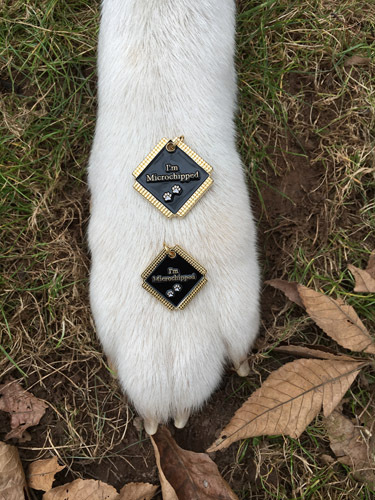 Pet Dog Cat Engraved ID Identification Emergency Tags