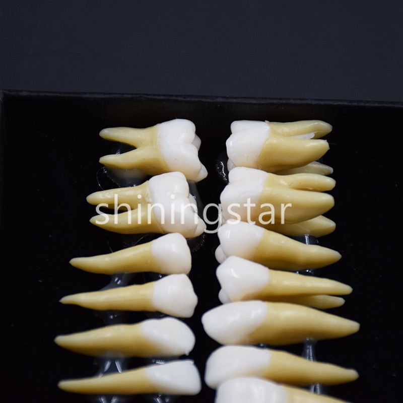1 Set 1:1 Permanent Teeth Demonstration Teach Dental Study Model Tooth #7008 New