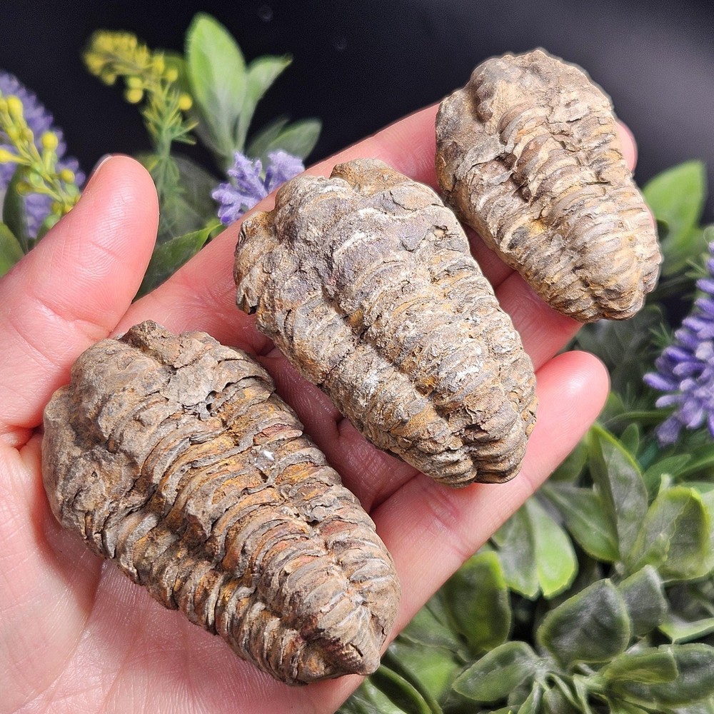 Trilobite Fossil Specimen