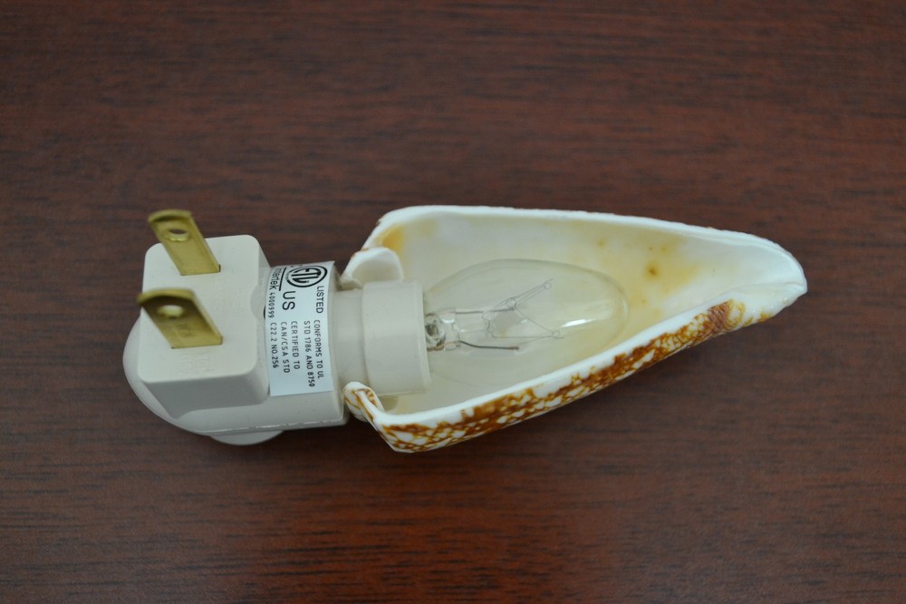 CONUS GEOGRAPHUS SEA SHELL NIGHT LIGHT BATHROOM KITCHEN #7910