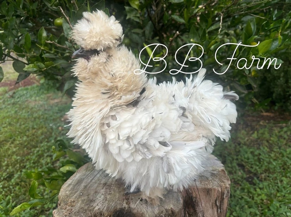 7 Silkie Show Quality Hatching Eggs (hens Choice)