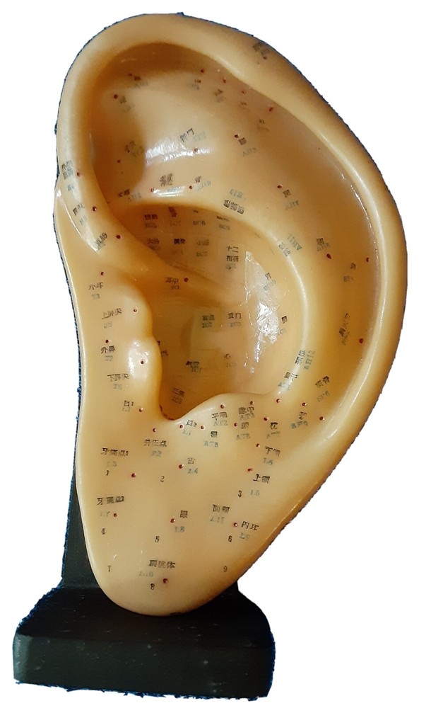 EAR ACUPUNCTURE MODEL WITH STAND