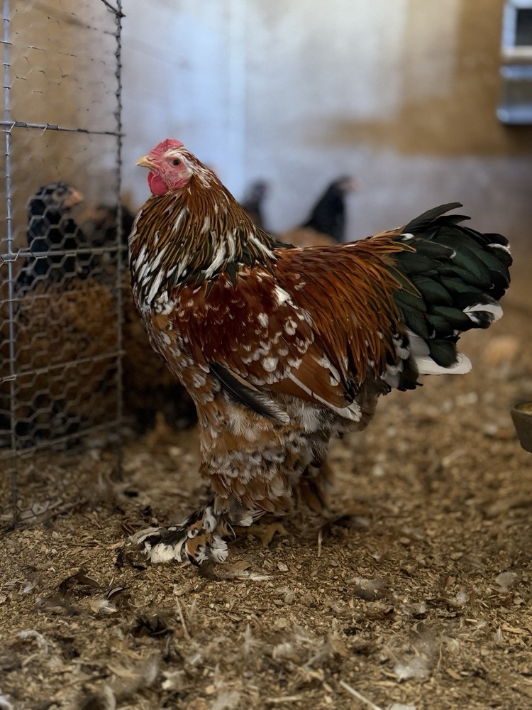 12++ Porcelain Brahma Hatching Eggs