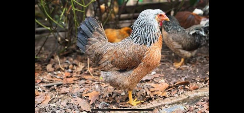 Prairie Blue Bell Hatching Eggs 12