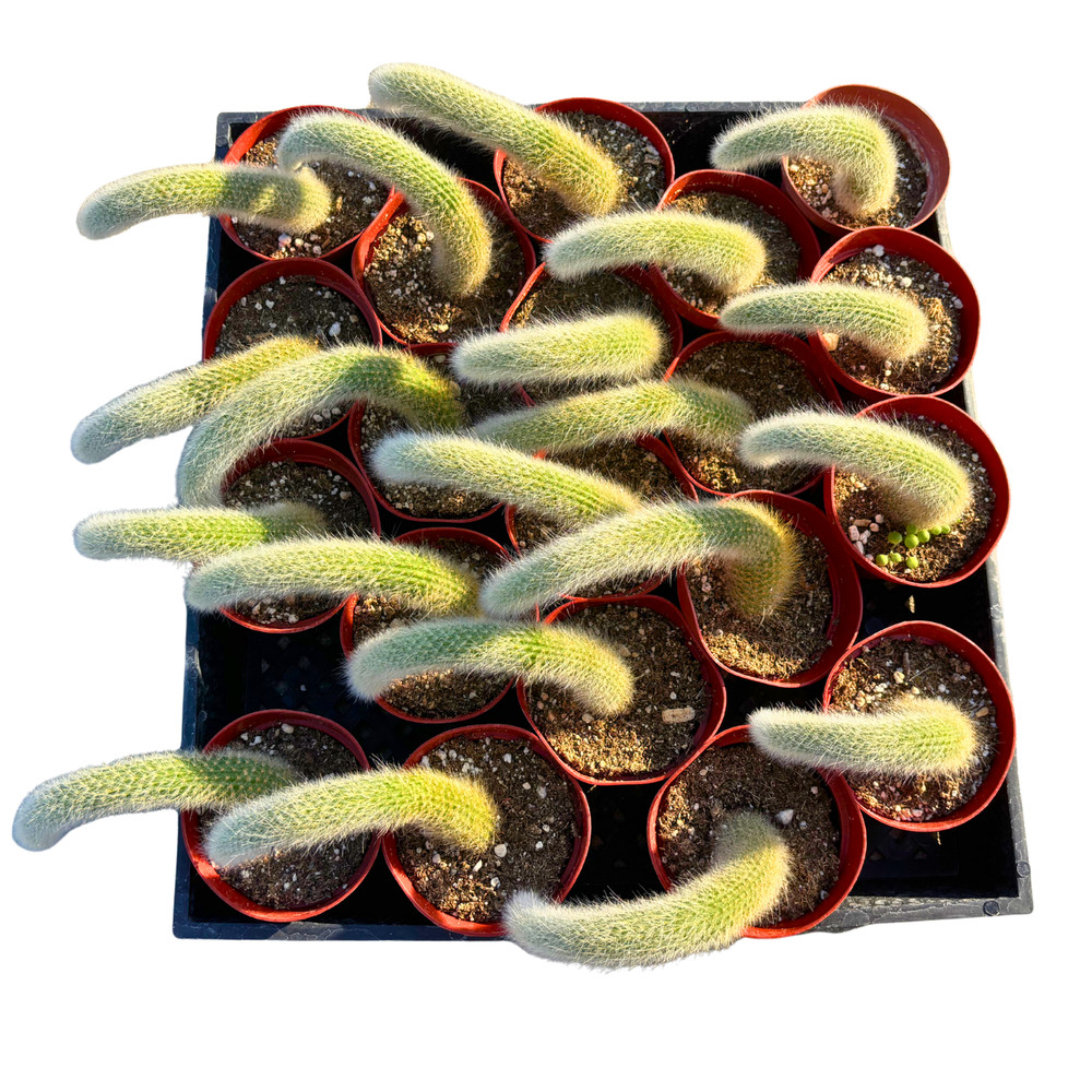 4" Monkey Tail Cactus | Hildewintera Colademononis