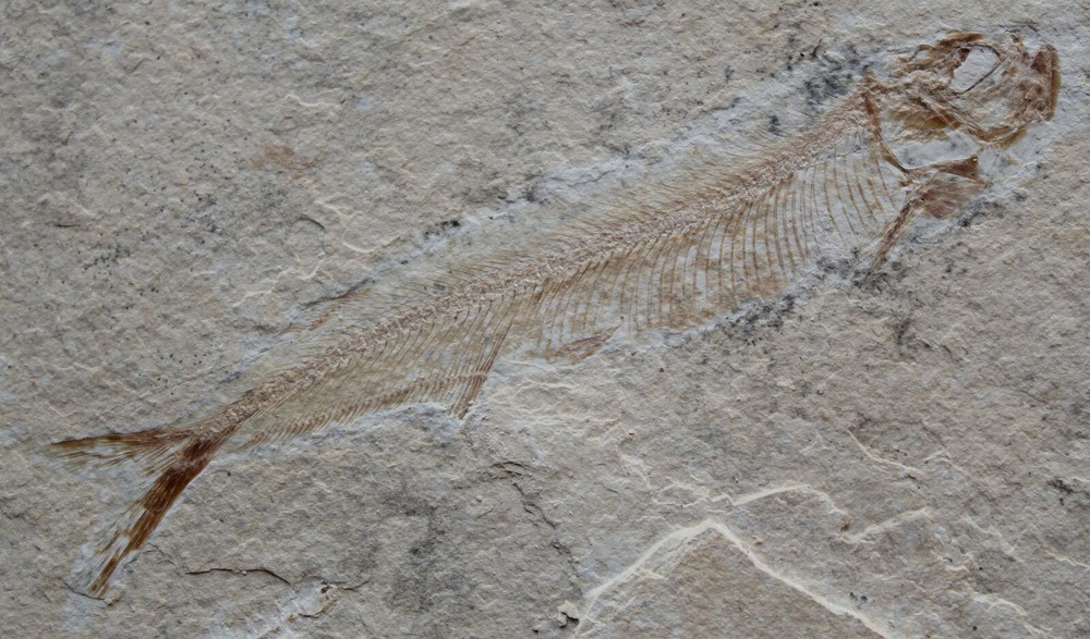 Ichthyodectiforme 12 - Both Sides - Cretaceous Fossils directly from Lebanon