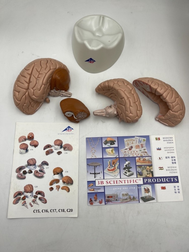 3B Scientific C16 Human Brain Anatomical Model