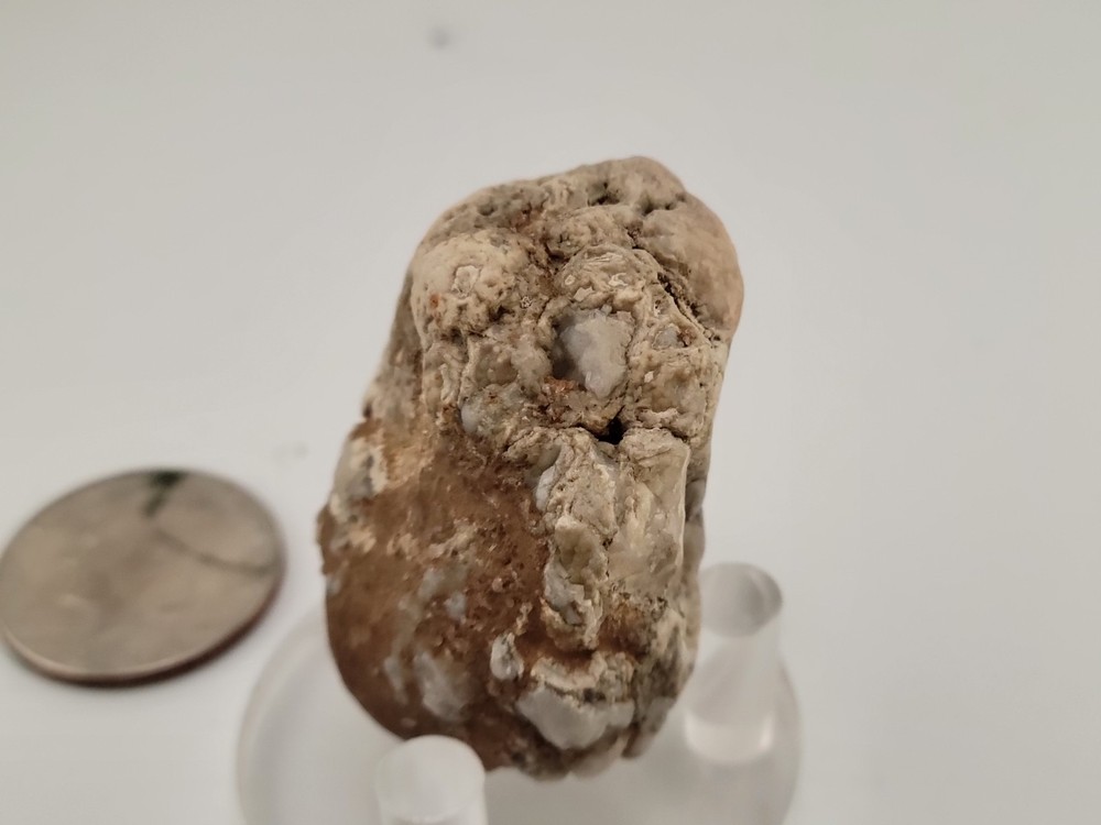 Real Permineralized Reptile Egg Fossil