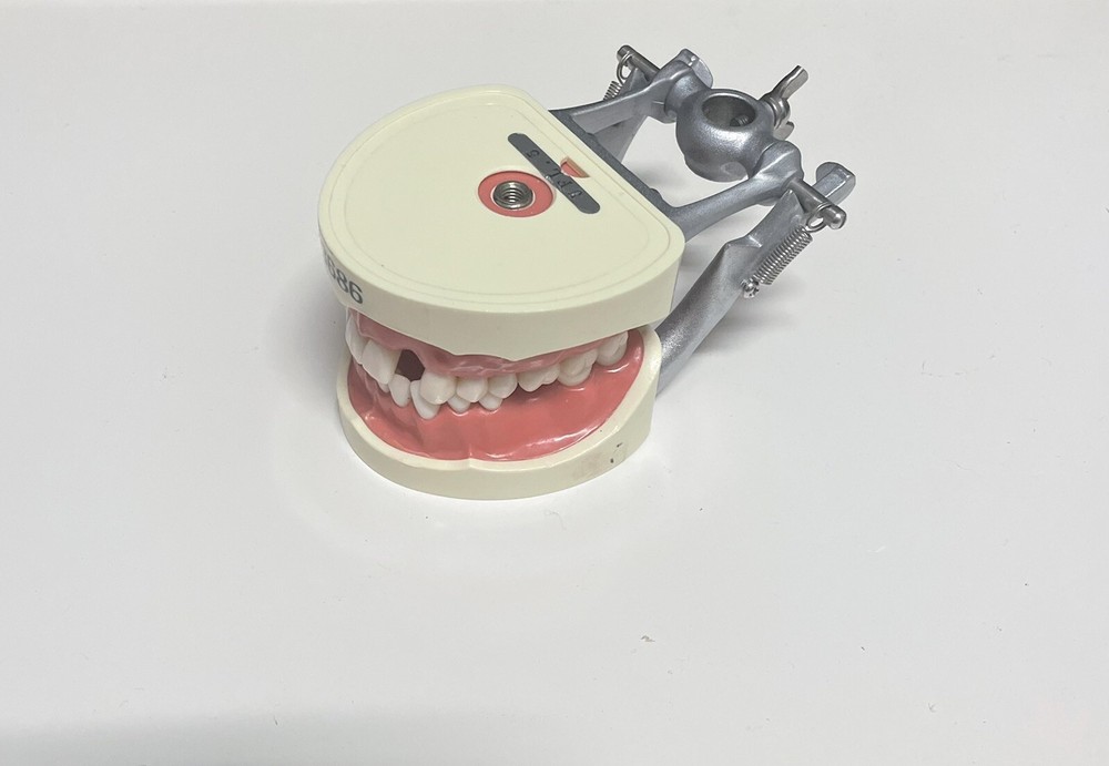 Dental Typodont Model Type With Removable Screw-in Teeth