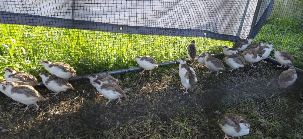54 Celadon Coturnix Quail Hatching Eggs, True Blue