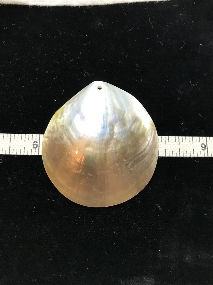 Vintage Polished Shell ready to use in multiple applications