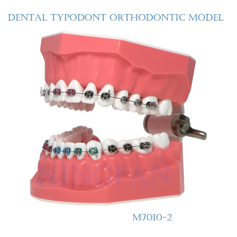 US Dental Typodont Demo Teeth Model1:1 Brushing Flossing Teaching Practice Study